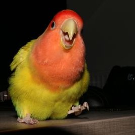 linktijger merchandise