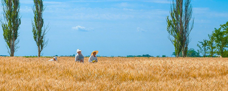 vrijwilligerswerk op een boerderij