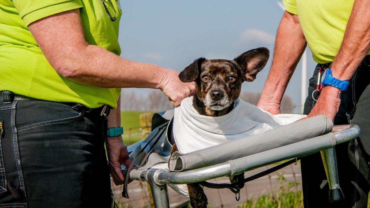 honden vrijwilligerswerk